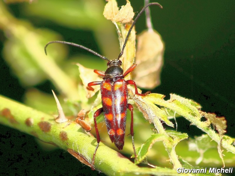 Serie di Cerambycidae del Parco del Ticino